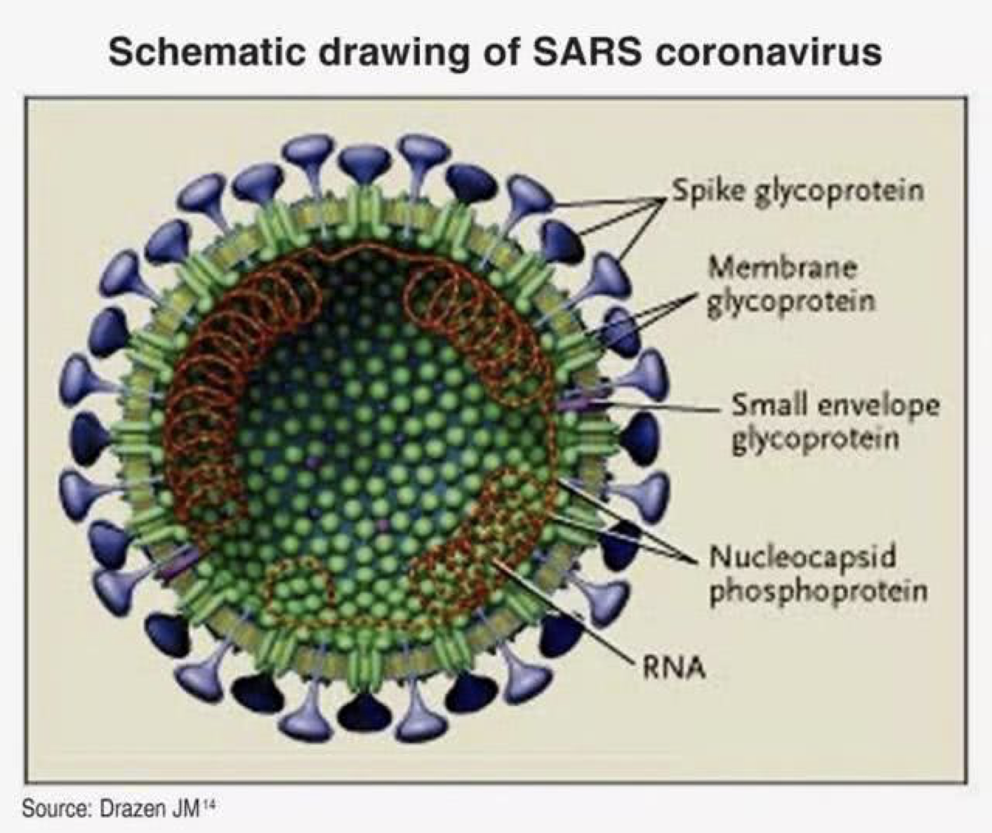 新冠病毒是不是SARS呢？了解下冠状病毒分类
